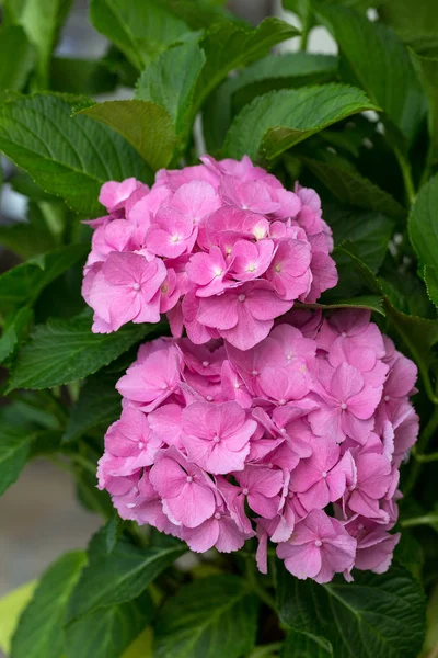 Pembe HORTENSIA çiçek yakın çekim