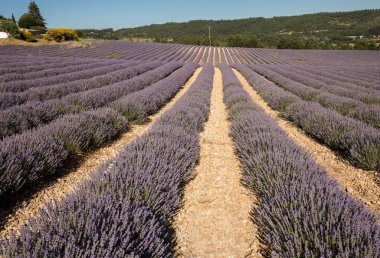 provence, lavanta alanına yakın sault, Fransa