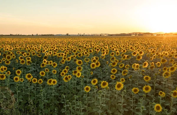 Słoneczniki pola w pobliżu Arles w Prowansji, Francja — Zdjęcie stockowe