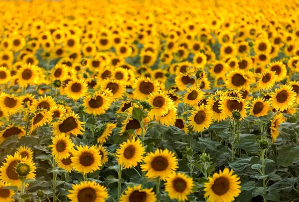 Campo de girasoles cerca de Arles en Provenza, Francia — Foto de Stock