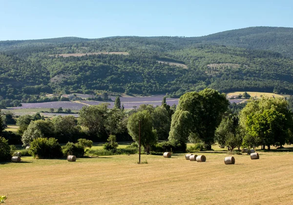 Lavendelfält nära Sault i Provence, Frankrike — Stockfoto