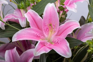 Pembe zambak çiçeğine yaklaş