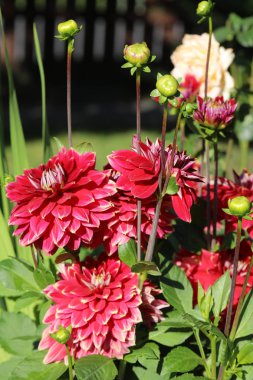 Kırmızı yıldız çiçeği çiçek yaz bahçesinde başkanı