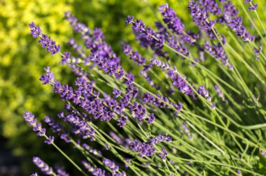 Bayındır ile lavanta Bahçe 