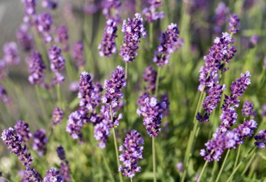 Bayındır ile lavanta Bahçe 