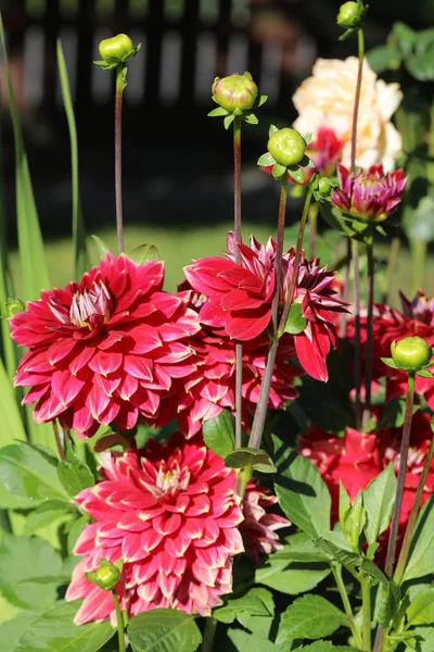 Kırmızı yıldız çiçeği çiçek yaz bahçesinde başkanı