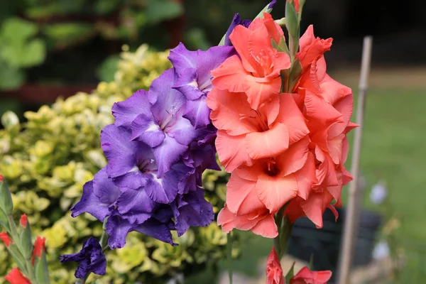 Cabeça de flor gladiolus no jardim de verão — Fotografia de Stock