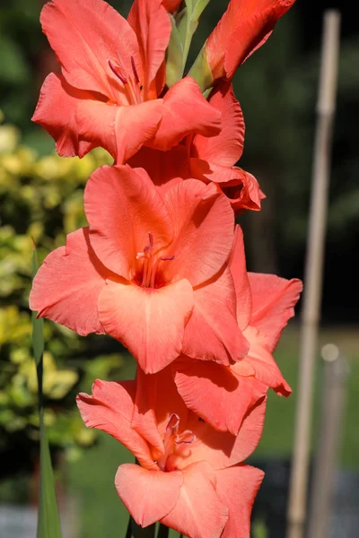 Глава цветка гладиолуса в летнем саду — стоковое фото