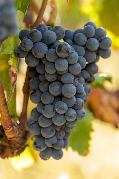 Érett piros szőlőfürtöket a szőlő — Stock Fotó