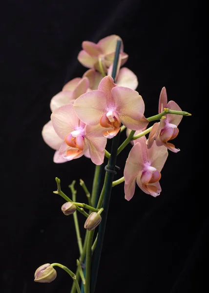 Pastell Orchidee Blume isoliert auf schwarzem Hintergrund — Stockfoto