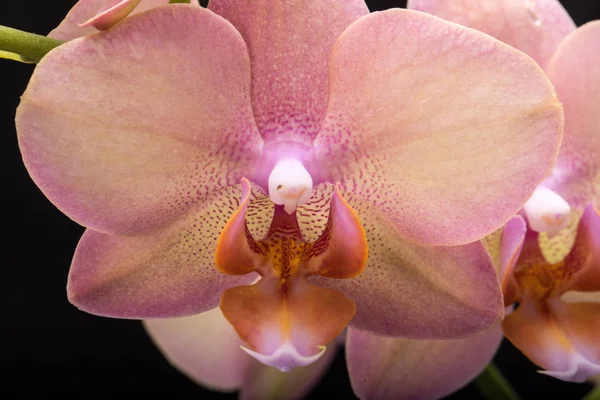 Pastel orchid flower isolated on black background — Stock Photo, Image