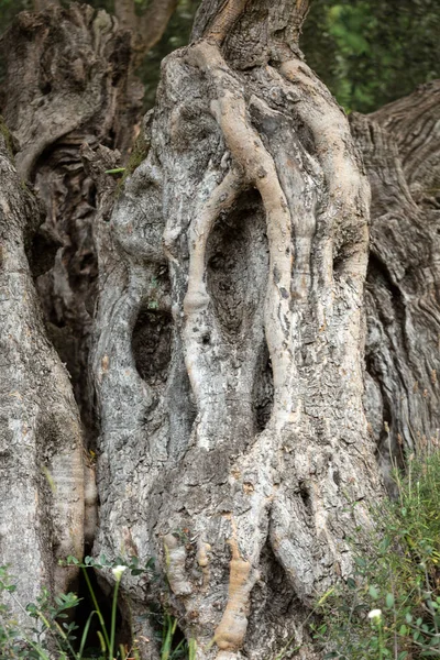 Stare drzewo oliwne w Monte Gardens powyżej Funchal na Maderze w Portugalii — Zdjęcie stockowe