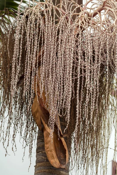 Głowa nasion palmy Bangalow, Archontophoenix cwaniak — Zdjęcie stockowe