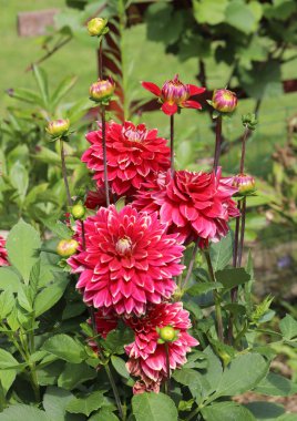 Kırmızı yıldız çiçeği çiçek yaz bahçesinde başkanı
