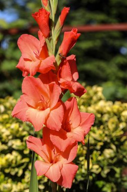 Yaz bahçesindeki Gladiolus çiçeğinin başı.