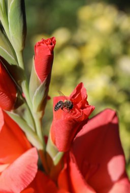 Yaz bahçesindeki Gladiolus çiçeğinin başı.