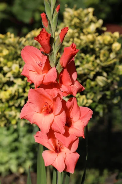 Head of  gladiolus flower in summer garden — Stock Photo, Image