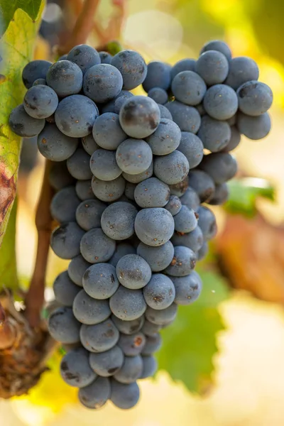 Cachos de uvas vermelhas maduras na vinha — Fotografia de Stock