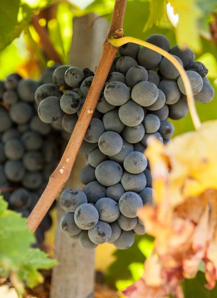 Стиглі червоні виноградні грона на лозі — стокове фото