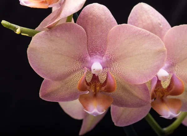 Pastel orchid flower isolated on black background — Stock Photo, Image
