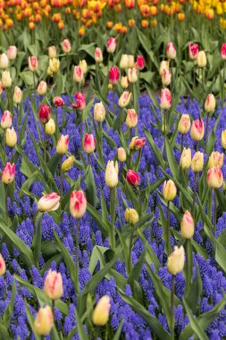 renkli Lale ve üzüm sümbül bir bahçede çiçek açan