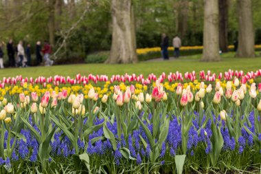 renkli Lale ve üzüm sümbül bir bahçede çiçek açan