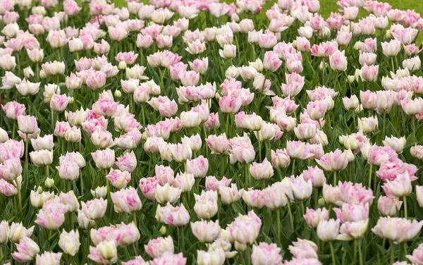 Bunte Tulpenblumen blühen in einem Garten — Stockfoto