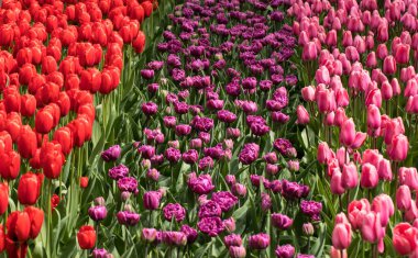 Bahçede açan renkli laleler.