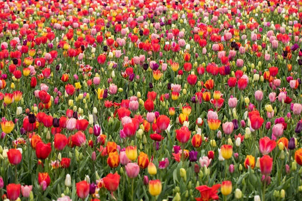 Barevné tulipány květiny kvetoucí v zahradě — Stock fotografie