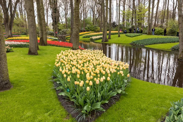 Bunte blumen im keukenhof garten in lisse, holland, niederland. — Stockfoto