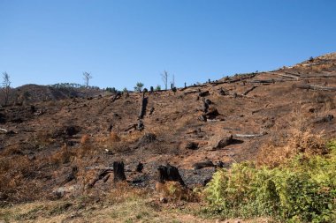 Dünya Mirası ormanlar Madeira korkunç 2016 yılında ateş tarafından yok. Bazı ağaçlar yaşamın büyük olacak ve bu felaket atlattı.