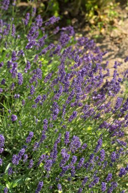  Provence, Sault, Fransa içinde gelişen lavanta