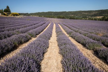 provence, lavanta alanına yakın sault, Fransa