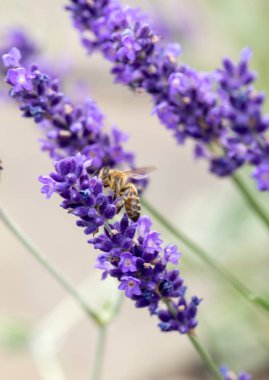 provence, lavanta alanına yakın sault, Fransa