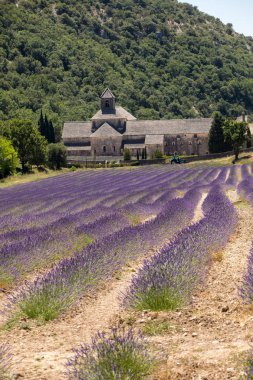 Senanque Abbey veya Abbaye Notre-Dame de Senanque lavanta alanıyla bloom, Gordes, Provence, Fransa 