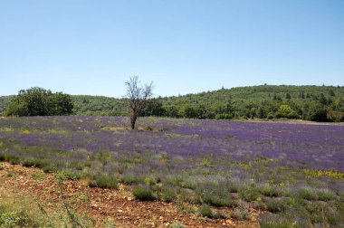 provence, lavanta alanına yakın sault, Fransa