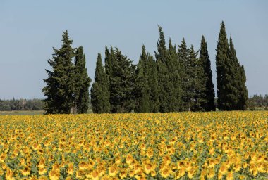 Ayçiçeği tarlada Arles Provence, Fransa