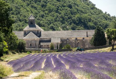 Senanque Abbey veya Abbaye Notre-Dame de Senanque lavanta alanıyla bloom, Gordes, Provence, Fransa 