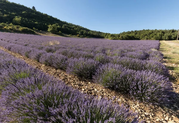 Campo de lavanda na Provença, perto de Sault, França — Fotografia de Stock