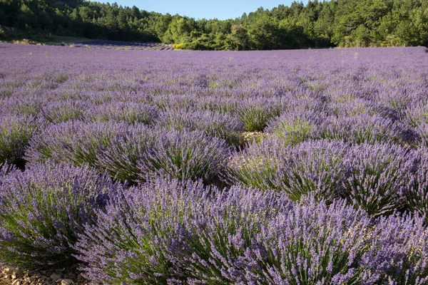 Lavender field in Provence, near Sault, France — Stock Photo, Image