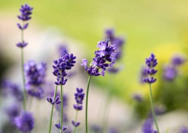 Campo de lavanda en Provenza, cerca de Sault, Francia — Foto de Stock