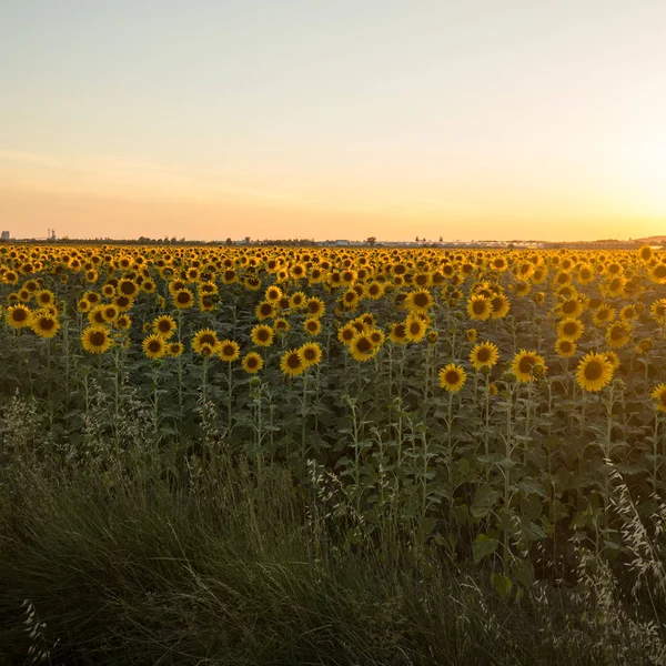 Соняшник поля поблизу Arles в Провансі, Франція — стокове фото