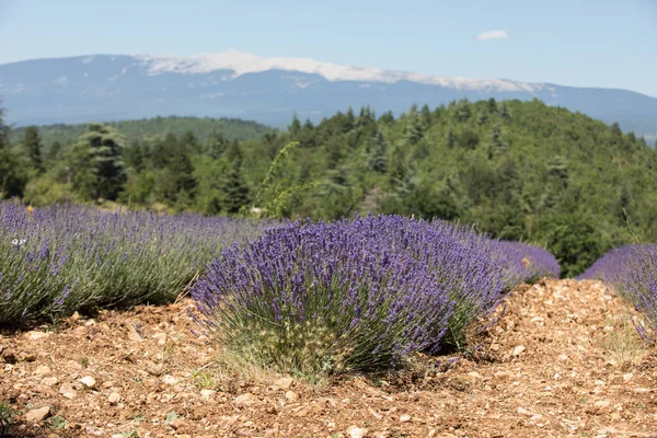 Levandulová pole poblíž Sault a Mont Ventoux v pozadí. Provence, Francie — Stock fotografie