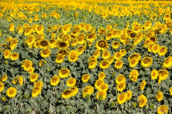 Sonnenblumenfeld bei Arles in der Provence, Frankreich — Stockfoto