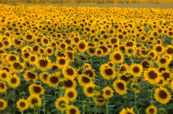 Campo de girasoles cerca de Arles en Provenza, Francia — Foto de Stock