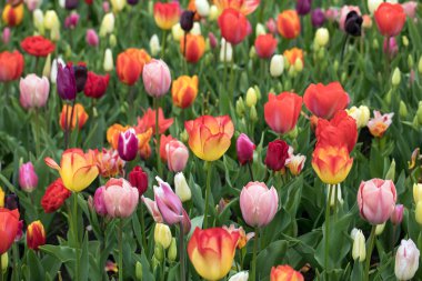 Bahçede açan renkli laleler.