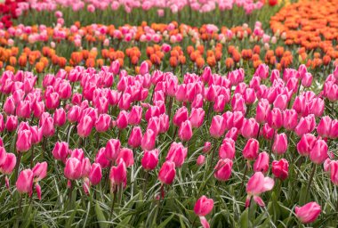 Bahçede açan renkli laleler.