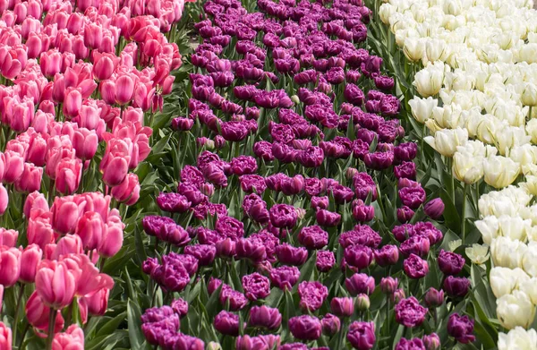 Bunte Tulpenblumen blühen in einem Garten — Stockfoto