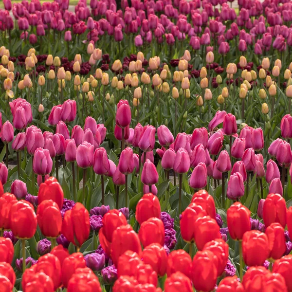 Barevné tulipány květiny kvetoucí v zahradě — Stock fotografie
