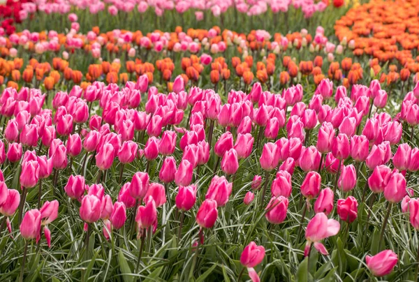 Bahçede açan renkli laleler.